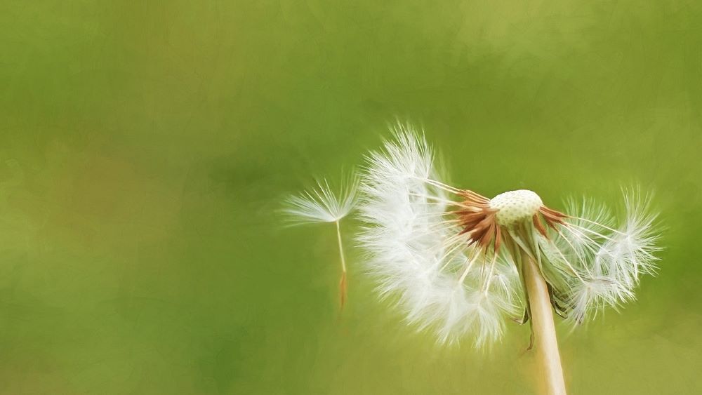 pissenlit_souffle